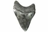 Fossil Megalodon Tooth - Georgia #151514-1